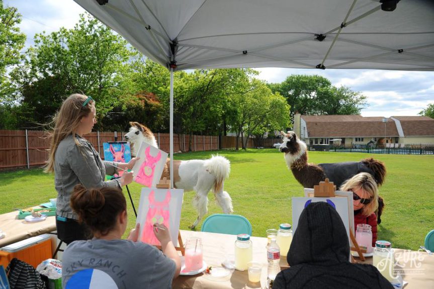 Llama Farm Tour & Painting Class