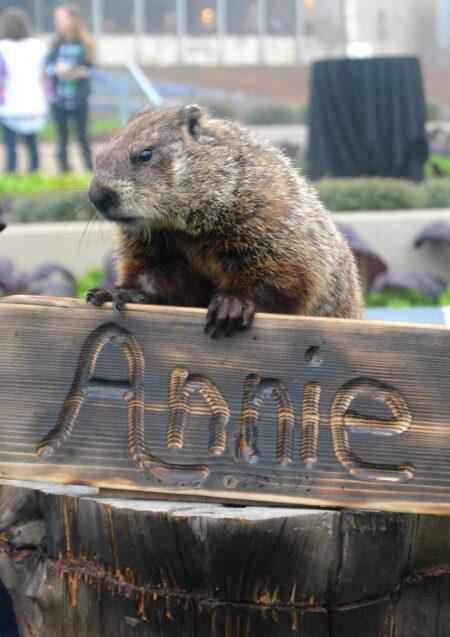 Dallas Arboretum’s Groundhog Day