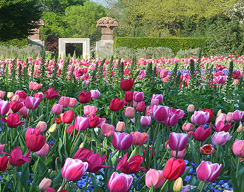 Dallas Arboretum’s Dallas Blooms: “America the Beautiful”