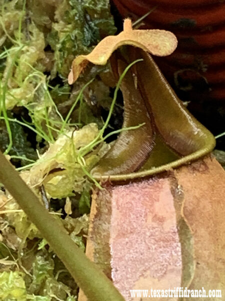 The First Texas Triffid Ranch Carnivorous Plant Open House of 2022